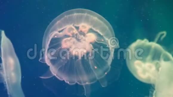 水母在水里跳舞视频的预览图