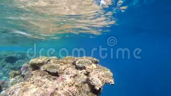 慢动作令人惊叹的浸在海洋与美丽的珊瑚礁视频的预览图