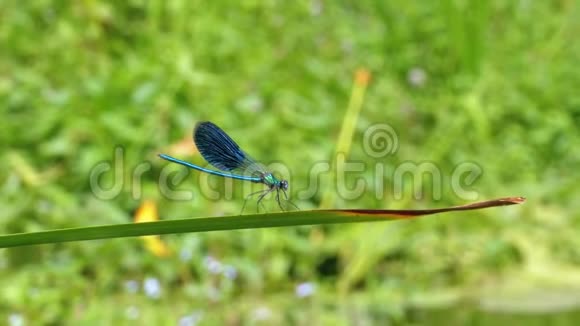 蓝纹蜻蜓坐在河底的树枝上视频的预览图