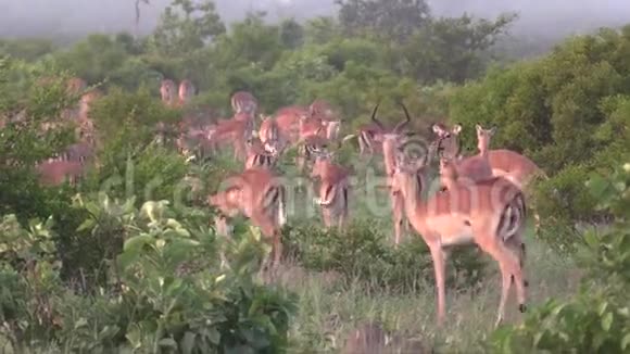 一群巨大的黑斑羚羚在它们的自然栖息地四处游荡视频的预览图