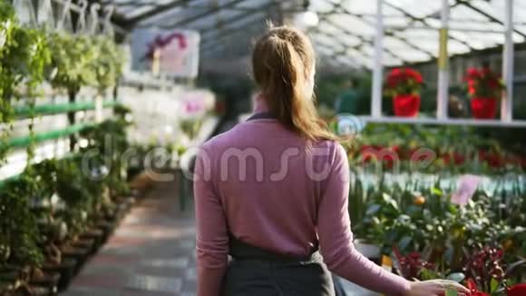 在花店或花店中女性花店在花排间散步时触摸不同植物的叶子视频的预览图