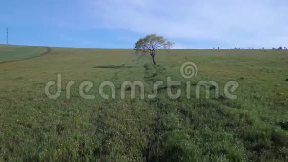 夏日田野里的寂寞树低空飞越草甸草地4K视频的预览图