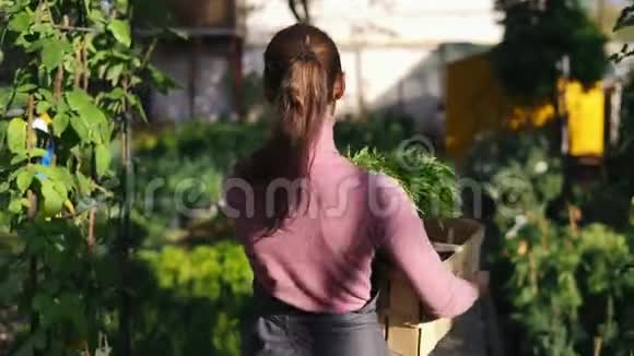 在花店或市场上女性花店在一排排不同的植物之间行走背着一个木箱视频的预览图