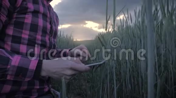 现代男性农民用平板电脑在田里检查庄稼视频的预览图