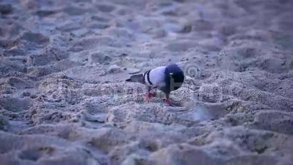 海滩上的鸽子视频的预览图