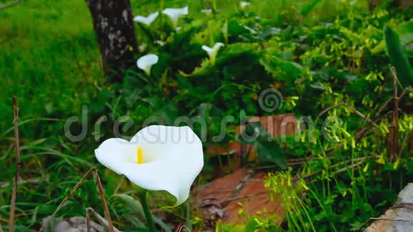 葡萄牙野生白色百合花视频的预览图