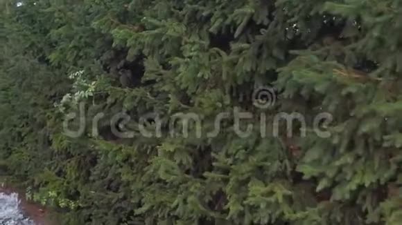 城市公园绿松枝背景视频的预览图