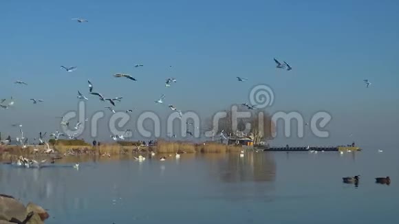 许多海鸥在匈牙利的巴拉顿湖中飞过水面视频的预览图