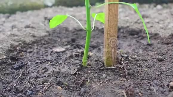 黄色的辣椒接近生长在温室里的植物上视频的预览图
