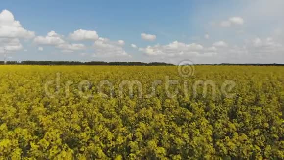 黄菜籽花在田野里从四架飞机上射出视频的预览图