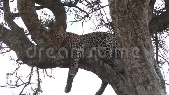 挂在树枝上的豹子视频的预览图