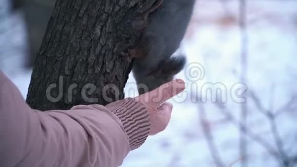 松鼠坐在松树上用手吃东西冬季森林饲养动物的特写视频的预览图