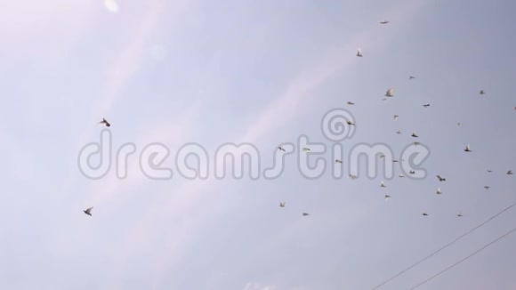 一群鸽子在天空中飞翔视频的预览图