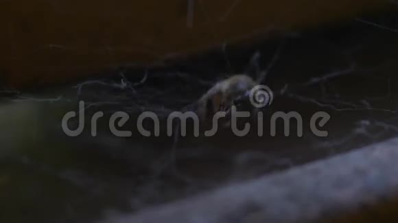 蜘蛛捕捉蜜蜂视频的预览图