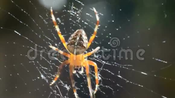 欧洲花园蜘蛛在网上移动视频的预览图