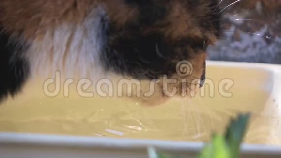 猫搭水视频的预览图