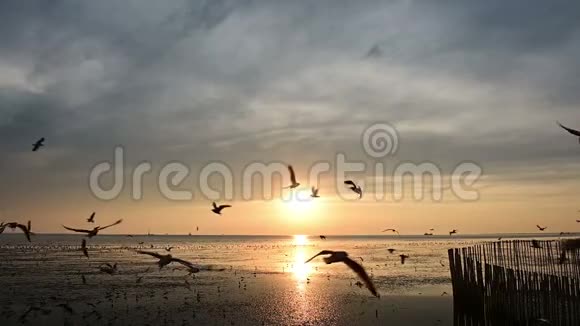 海洋上美丽的日出和飞翔的海鸥鸟视频的预览图