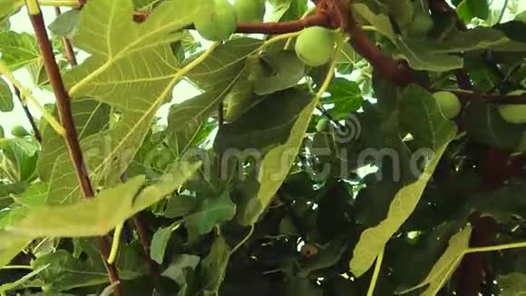 树上的小无花果在树叶间树枝上未成熟的果实视频的预览图