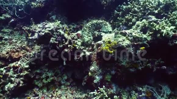 珊瑚礁和海参视频的预览图