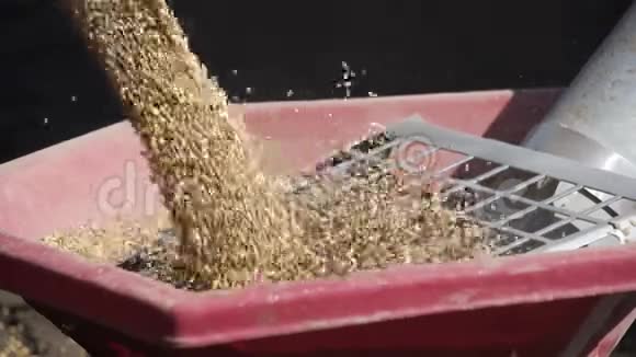 在拖拉机拖车中卸下小麦用于播种土地视频的预览图