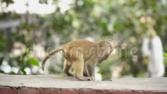 砖墙上的猴子幼崽视频的预览图