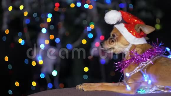 玩具狗是一只黄色新年狗视频的预览图