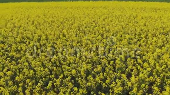黄菜籽花在田野里从四架飞机上射出视频的预览图