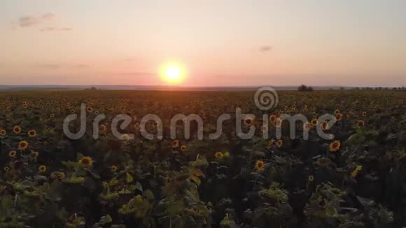 日落时向日葵花田的鸟瞰图在农业领域有很多植物农业领域概况视频的预览图