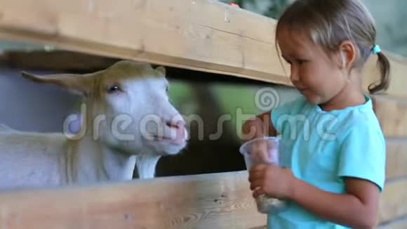 可爱的女婴在农场用手喂山羊视频的预览图
