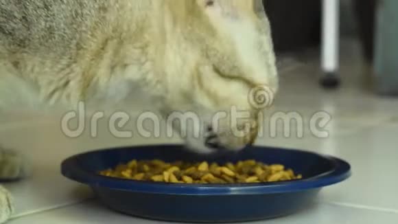 灰猫在家里瓷砖地板上用蓝色宠物碗喂即时食品视频的预览图