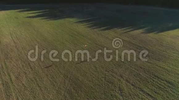 年轻女子放风筝和他一起跑过田野空中全景视频的预览图