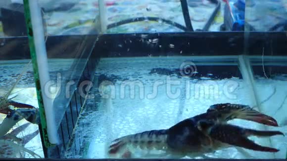 鱼缸里的小龙虾视频的预览图