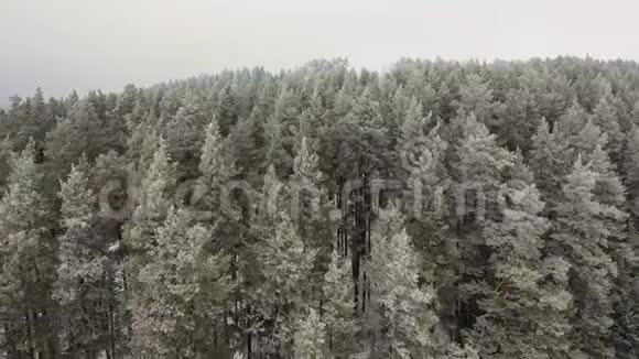 空中雄蜂飞越山中的冬季松林视频的预览图