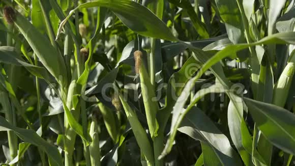 玉米种植生态农民有机园艺粮食作物生产有机农业农业用地视频的预览图
