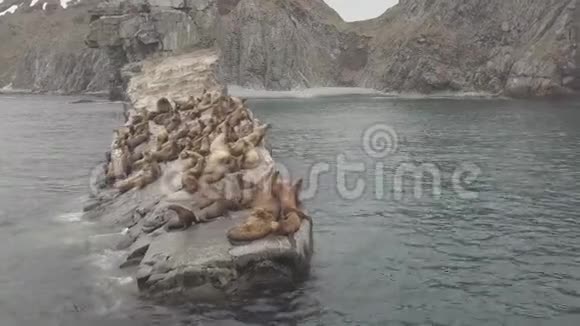 海狮成群结队地躺在岩石岛上从无人驾驶飞机上俯瞰海水视频的预览图