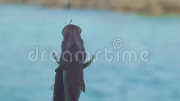 在蓝水背景上的钓鱼钩上钓到了海鱼在鱼钩上钓鱼钓鱼视频的预览图