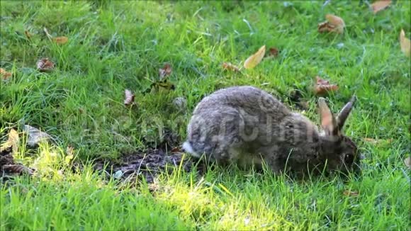 公园里的野兔视频的预览图