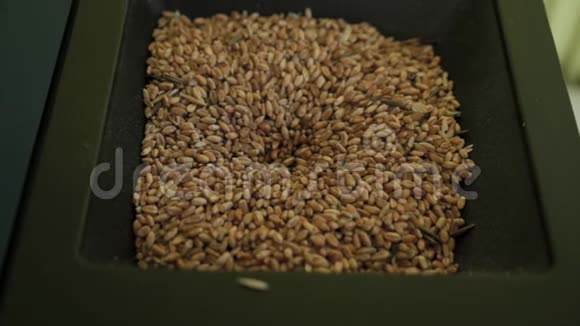 将特写麦粒倒入仪器中进行测试对各种麦粒的质量进行打分视频的预览图