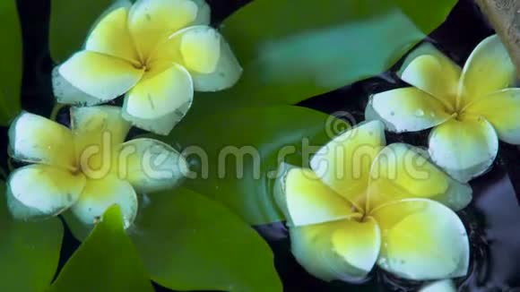 梅花树的白色花朵和水面上的绿叶紧贴着美丽的花和绿叶视频的预览图