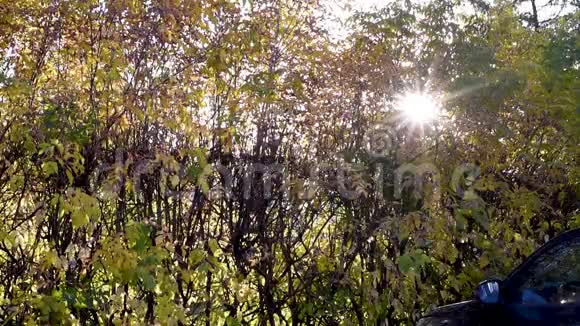 秋天白天太阳透过秋天的树叶发出星状的光芒视频的预览图