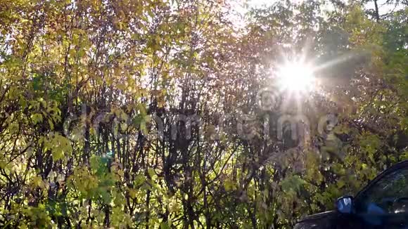 秋天白天太阳透过秋天的树叶发出星状的光芒视频的预览图