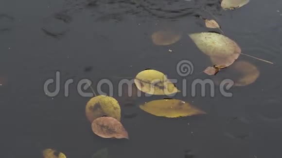 秋天雨中肮脏的水坑里漂浮的黄叶视频的预览图