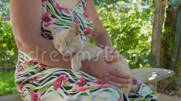 特写农村妇女轻轻抚摸坐在长凳上阴影处的红猫视频的预览图