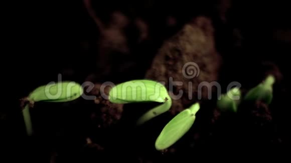 生长植物延时黄瓜发芽春天进化概念黑色背景视频的预览图