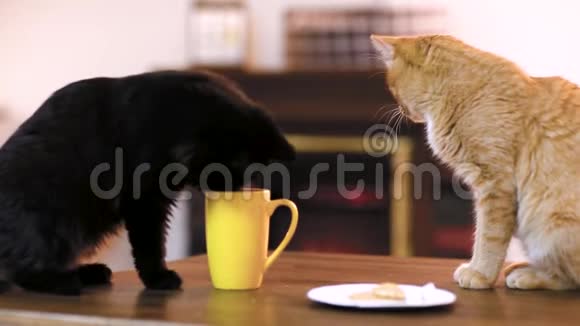 一个木制工作台上的空白平板设备桌上有一杯茶和一只猫猫咖啡馆视频的预览图