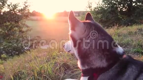 日落时分在田野里的滑稽西伯利亚哈士奇犬肖像视频的预览图