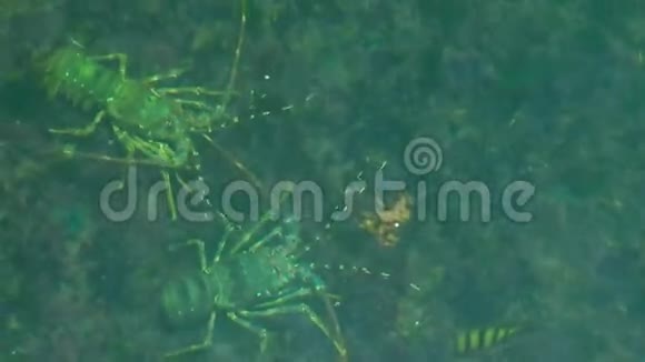 海底上的小龙虾龙虾和鱼在海底清澈透明的海水顶部视频的预览图