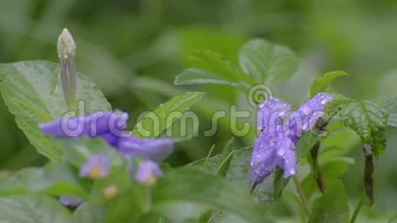 雨滴在野花上视频的预览图
