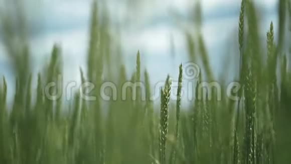 未熟小麦在绿野上的全景视频的预览图