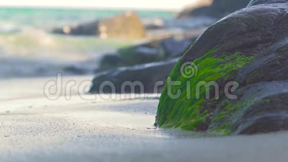 巨大的石头覆盖着海岸上的绿色海藻和飞溅的水波海沙上大石头上的苔藓海藻视频的预览图